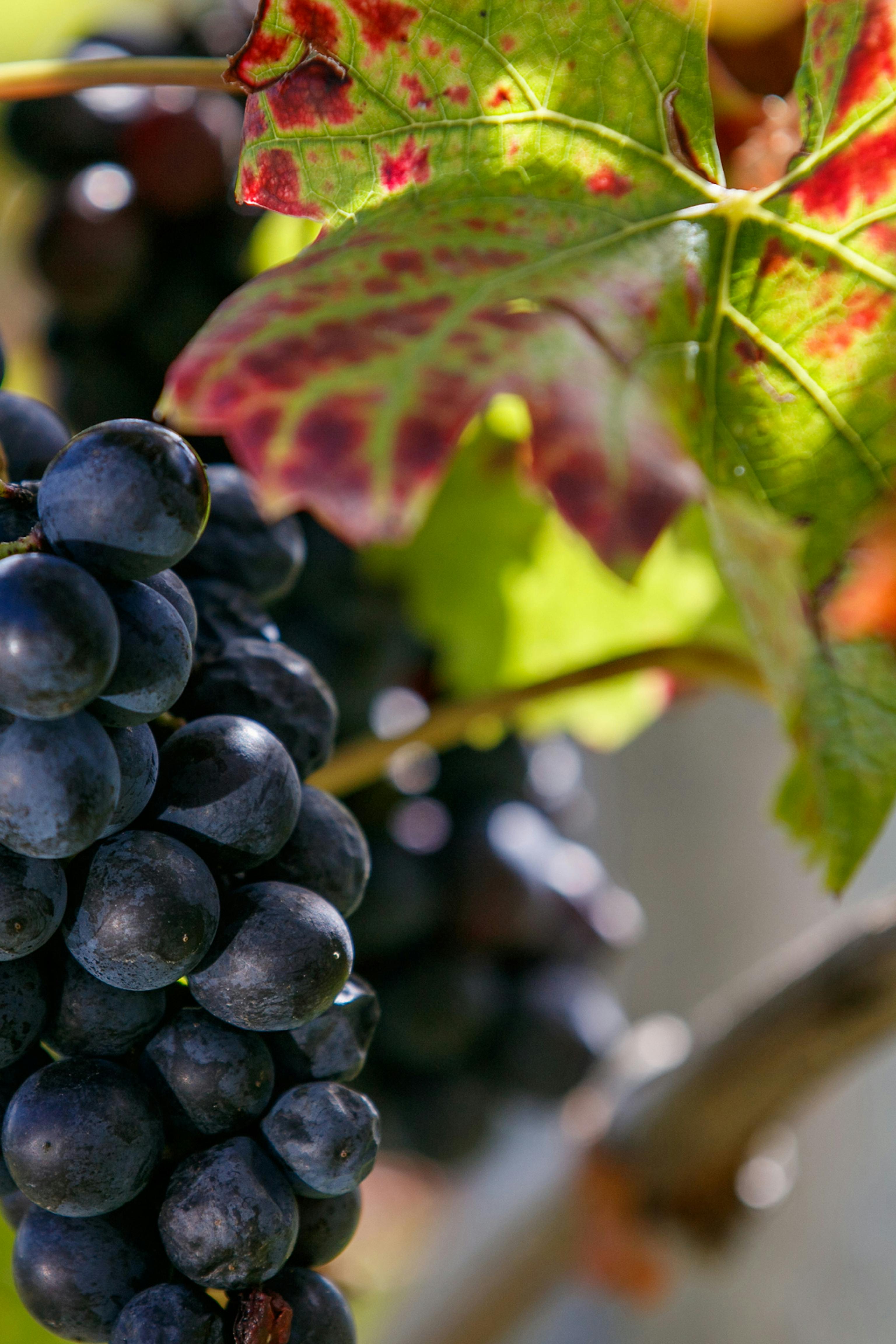 MARO Wine